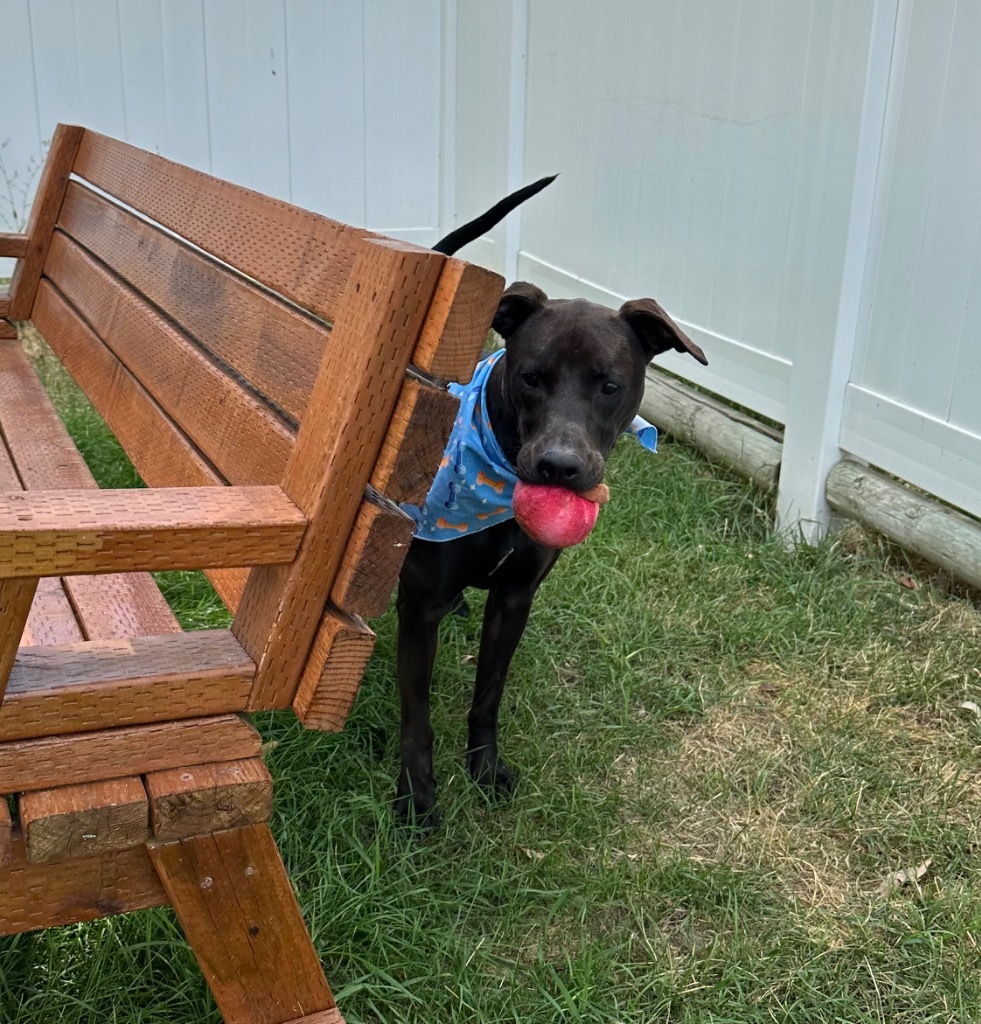 Indi, an adoptable American Staffordshire Terrier in Logan, UT, 84323 | Photo Image 5
