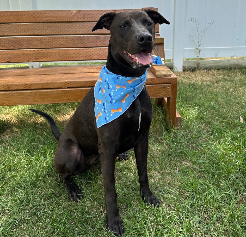 Indi, an adoptable American Staffordshire Terrier in Logan, UT, 84323 | Photo Image 6