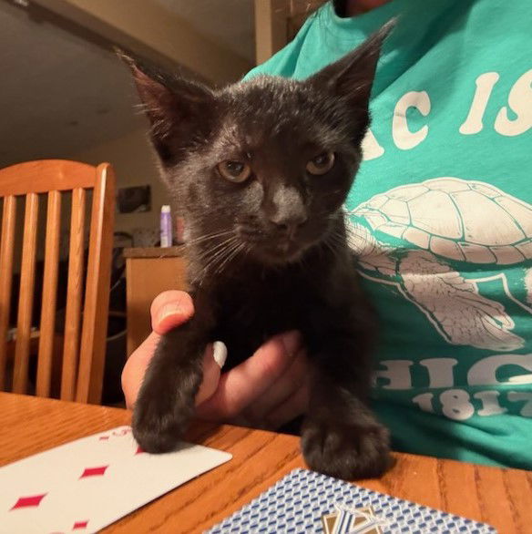 Coal, an adoptable Domestic Short Hair in Traverse City, MI, 49686 | Photo Image 1