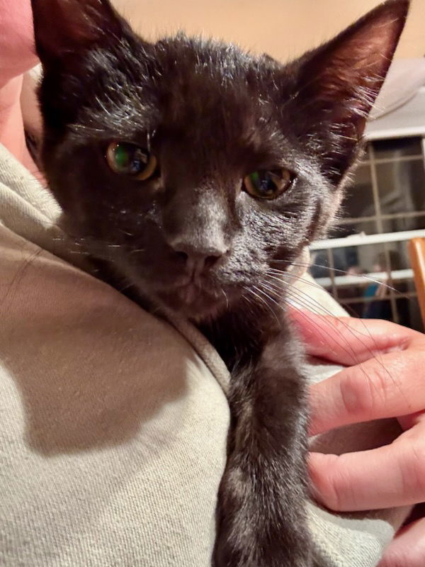 Coal, an adoptable Domestic Short Hair in Traverse City, MI, 49686 | Photo Image 2