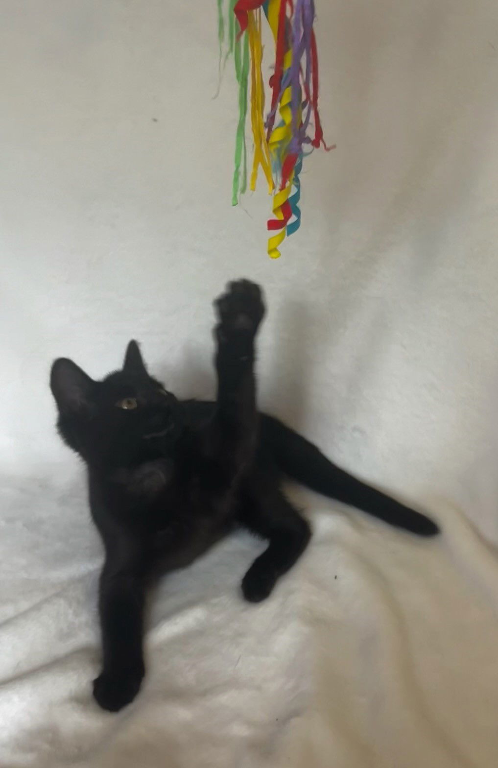 Coal, an adoptable Domestic Short Hair in Traverse City, MI, 49686 | Photo Image 3