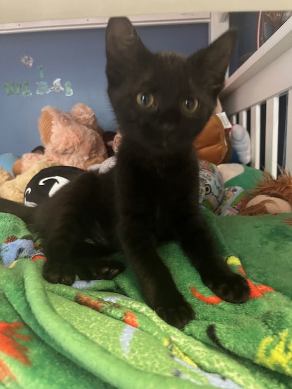Shadow, an adoptable Domestic Short Hair in Traverse City, MI, 49686 | Photo Image 1