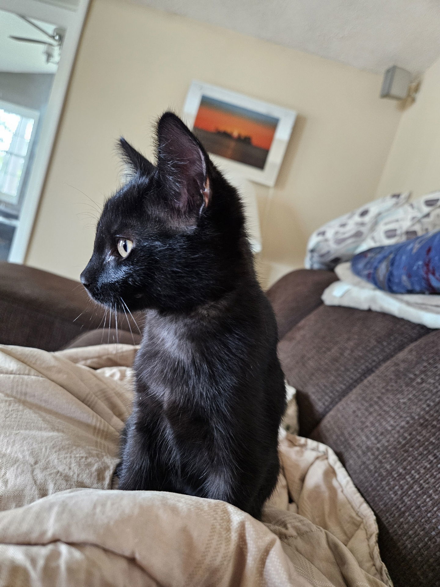 Shadow, an adoptable Domestic Short Hair in Traverse City, MI, 49686 | Photo Image 2