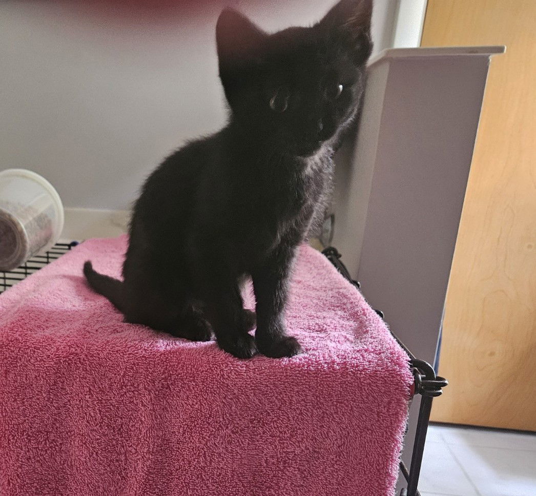 Shadow, an adoptable Domestic Short Hair in Traverse City, MI, 49686 | Photo Image 3
