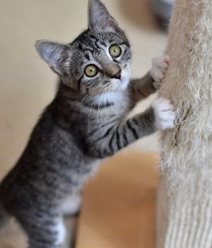 Mabel Domestic Short Hair Cat