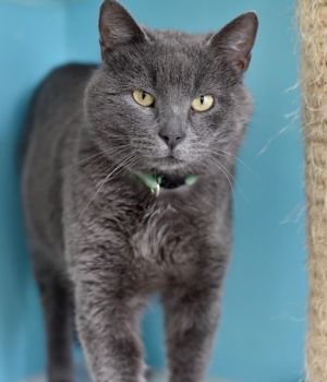 Danny Domestic Short Hair Cat