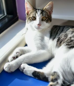 Moto Domestic Short Hair Cat