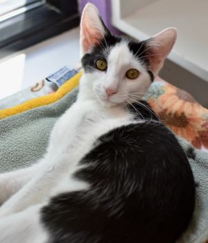 Picasso Domestic Short Hair Cat