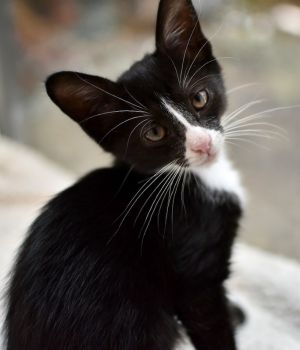 Amethyst Domestic Short Hair Cat