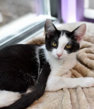 Pickles Domestic Short Hair Cat