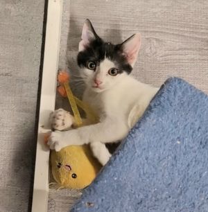 Sun Times Domestic Short Hair Cat