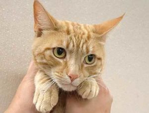 783963, Adult Male unknown