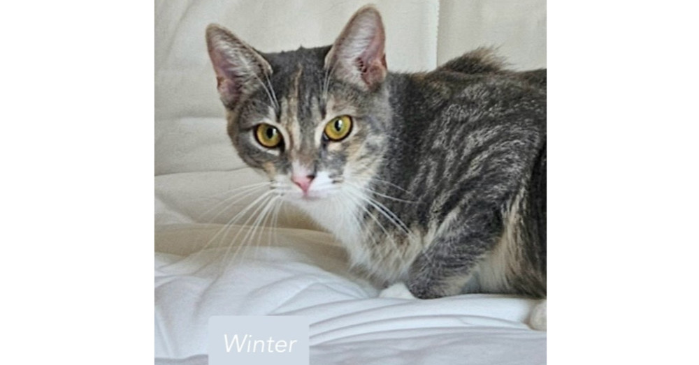 Winter
