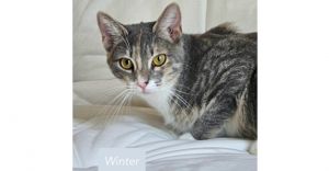 Winter, Baby Female unknown