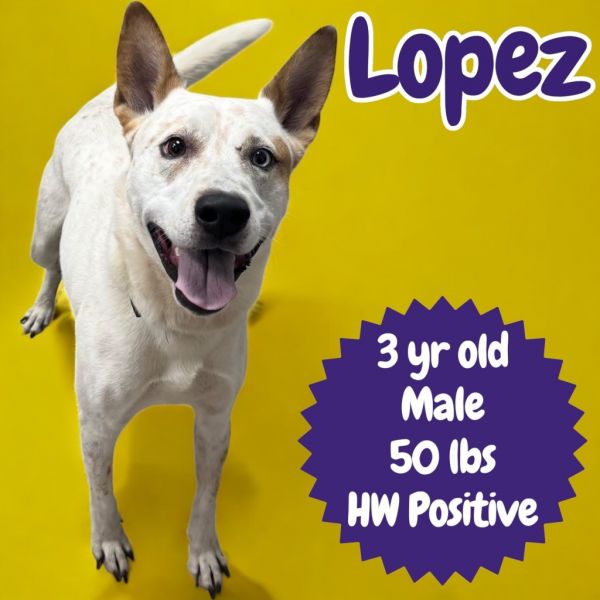 Lopez