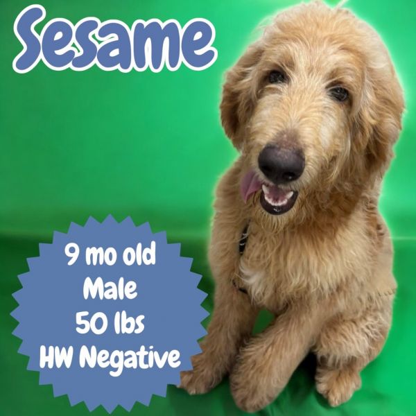 Sesame