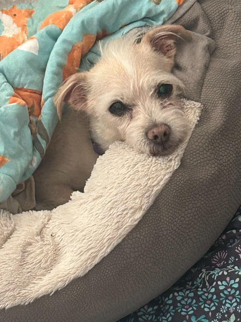 Snowball