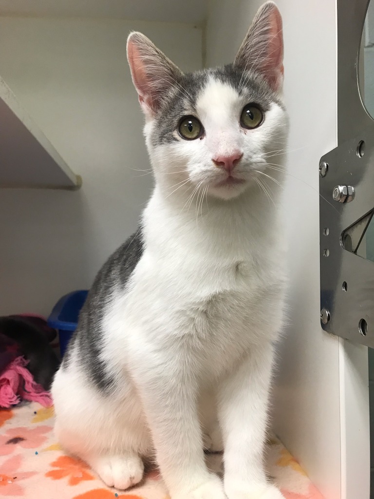 Dakota (roxford)