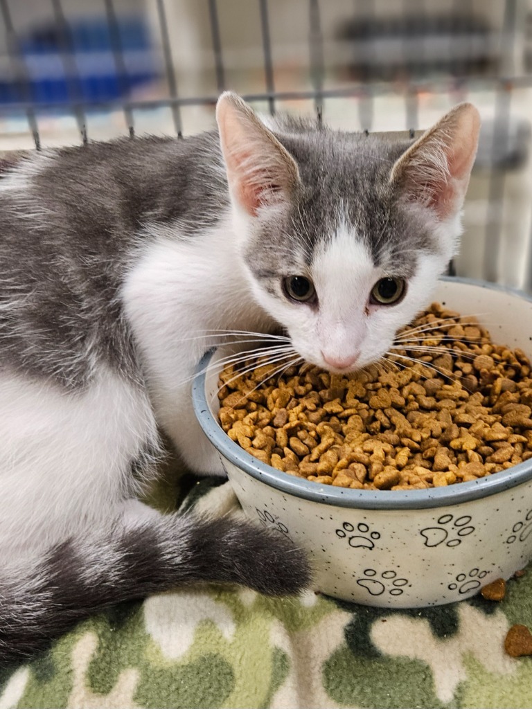 Dakota (roxford)