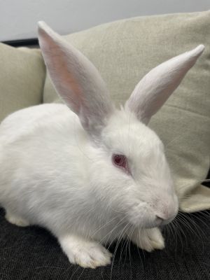 Sammy