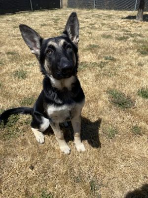 Bella