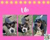 Lilo