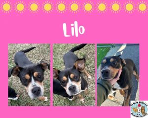Lilo