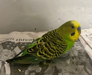 Kanye Nest, Young Male unknown