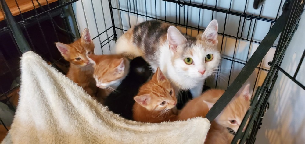 Mama