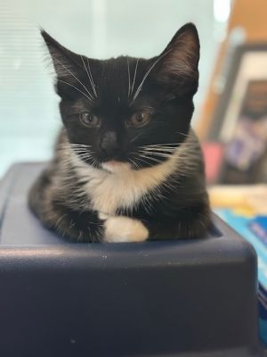 Oreo, Baby Female unknown