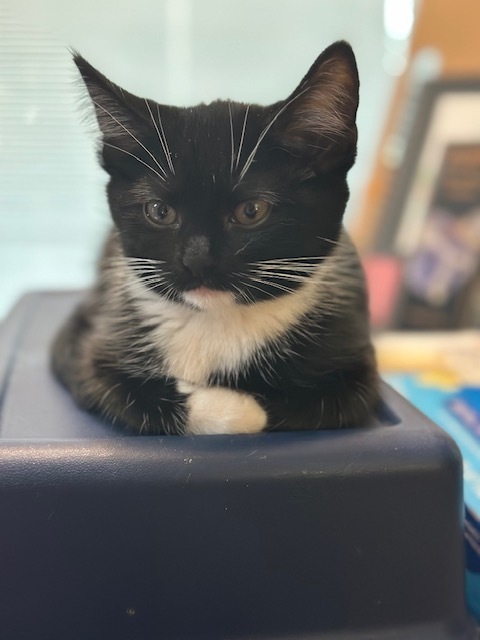 Oreo