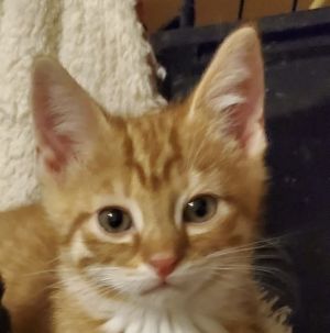 Tiny Tiger, Baby Male unknown