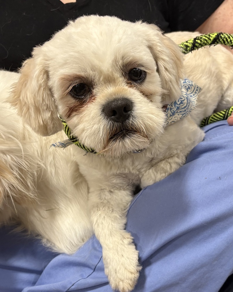 Mason, an adoptable Shih Tzu, Pekingese in Powder Springs, GA, 30127 | Photo Image 1