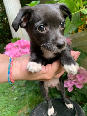 Stan Chihuahua Dog