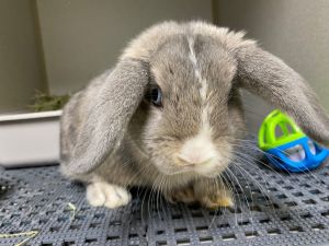 Blue Bunny, Young Male unknown