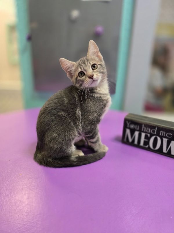 Toothpick thumbnail 2