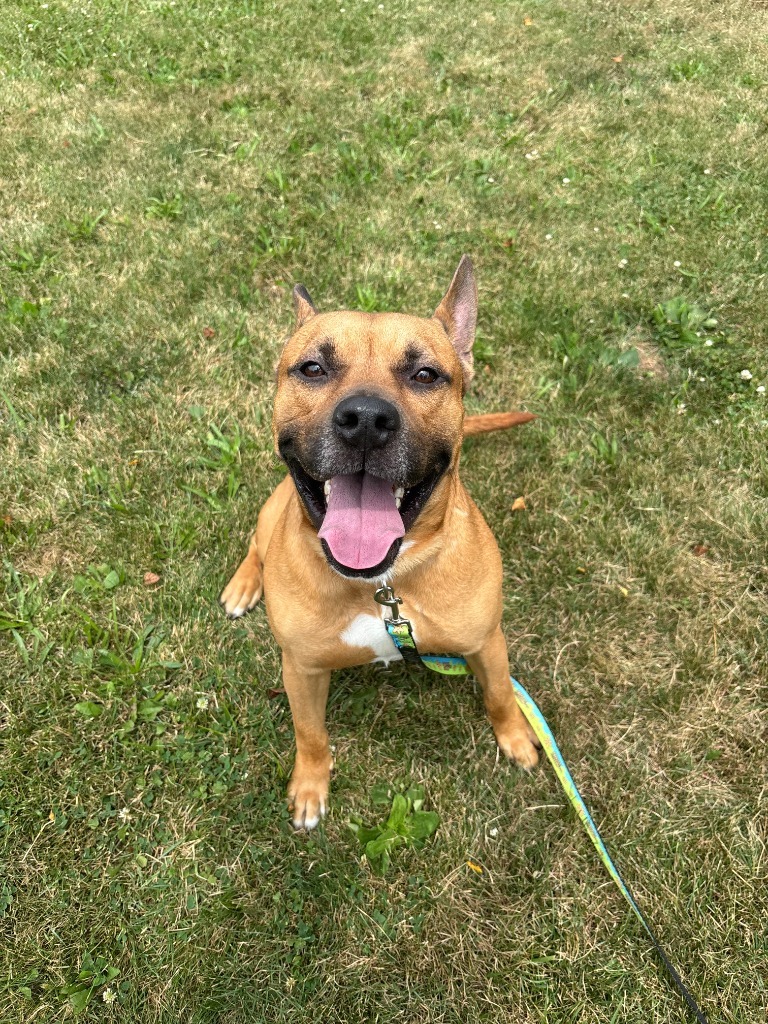 Scooby