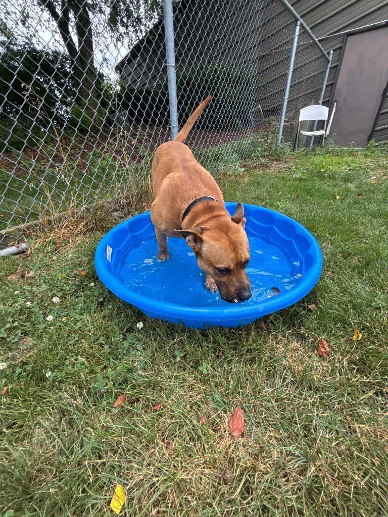 Scooby