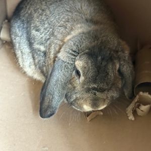Harvey, Adult Male unknown
