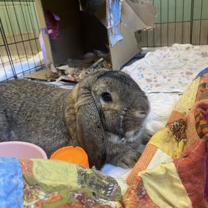 Harvey, Adult Male unknown