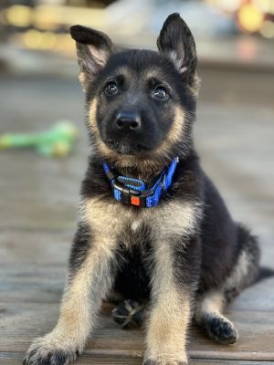 We are excited to share that we have six adorable puppies estimated to be around 7-9 weeks old and