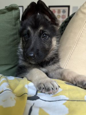 And just like that we have six adorable puppies approximately 7-9 weeks old and we are leaning to