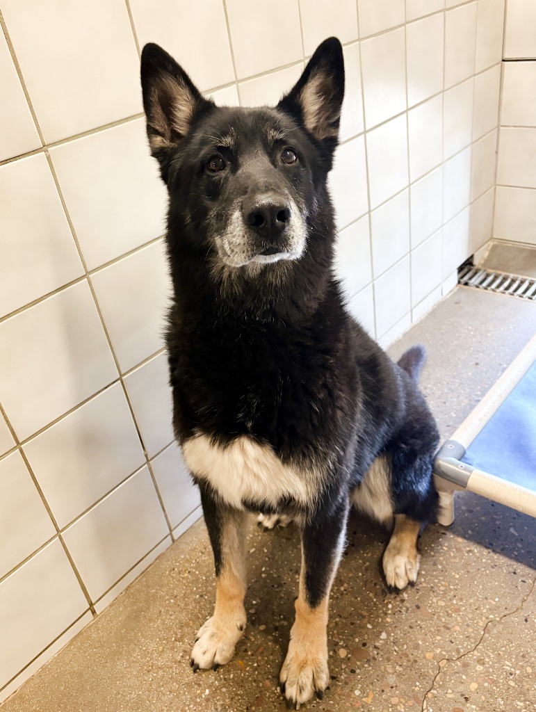 Timber, an adoptable Shepherd, Mixed Breed in Rock Springs, WY, 82901 | Photo Image 1
