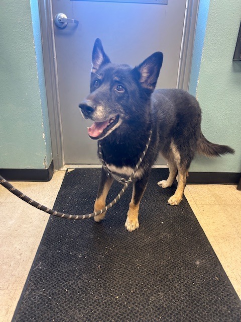 Timber, an adoptable Shepherd, Mixed Breed in Rock Springs, WY, 82901 | Photo Image 2