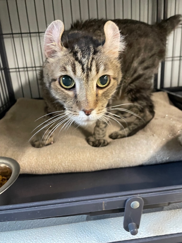 Jethro, an adoptable American Curl in Rock Springs, WY, 82901 | Photo Image 1