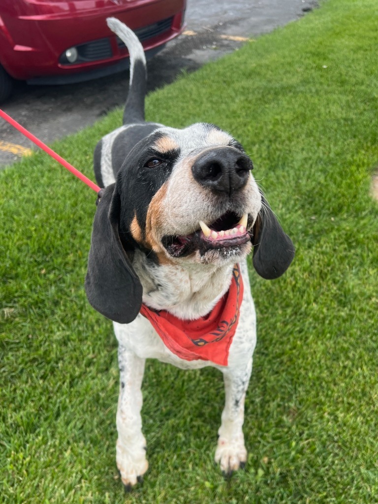 Cooper, an adoptable Hound in Rock Springs, WY, 82901 | Photo Image 1