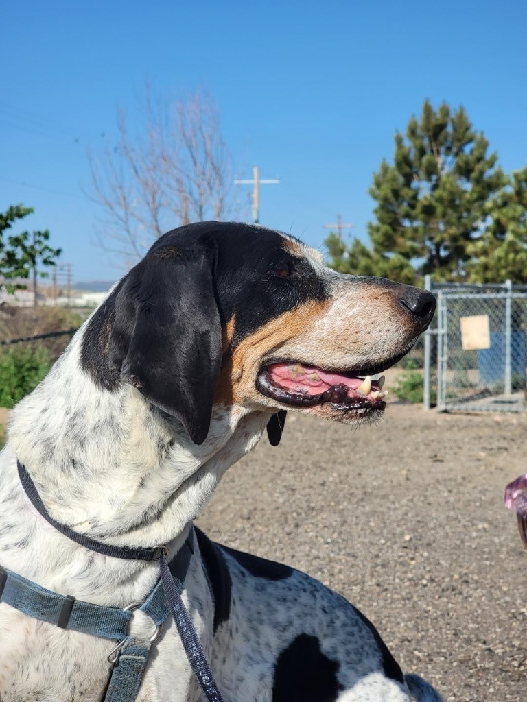 Cooper, an adoptable Hound in Rock Springs, WY, 82901 | Photo Image 3