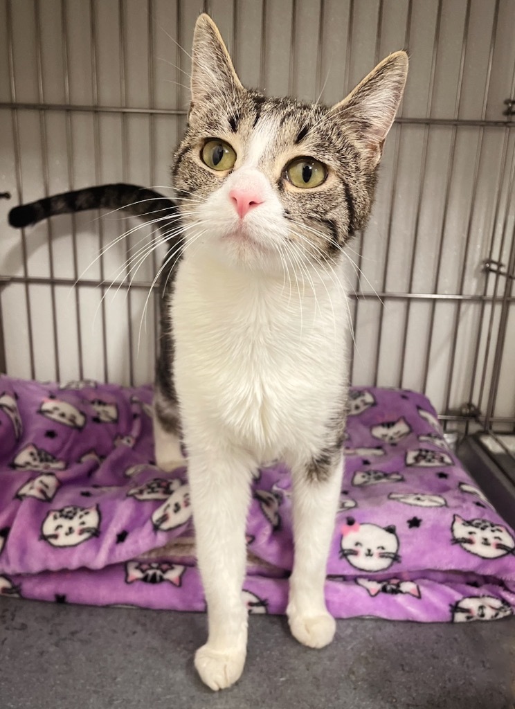 Azalea, an adoptable Domestic Short Hair in Rock Springs, WY, 82901 | Photo Image 1