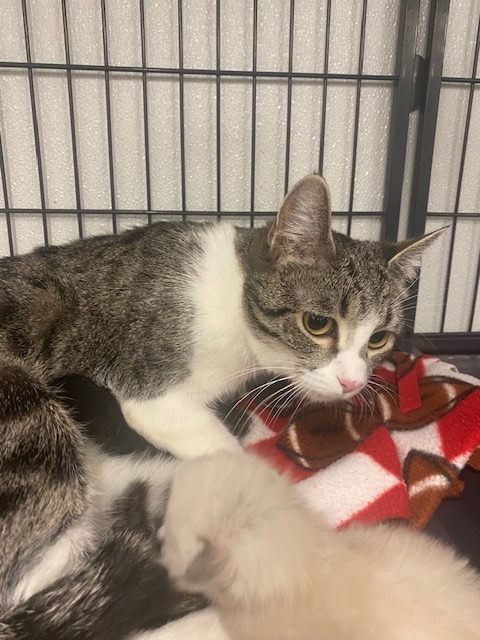 Azalea, an adoptable Domestic Short Hair in Rock Springs, WY, 82901 | Photo Image 2