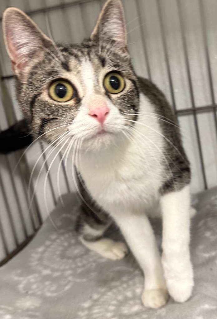Azalea, an adoptable Domestic Short Hair in Rock Springs, WY, 82901 | Photo Image 3